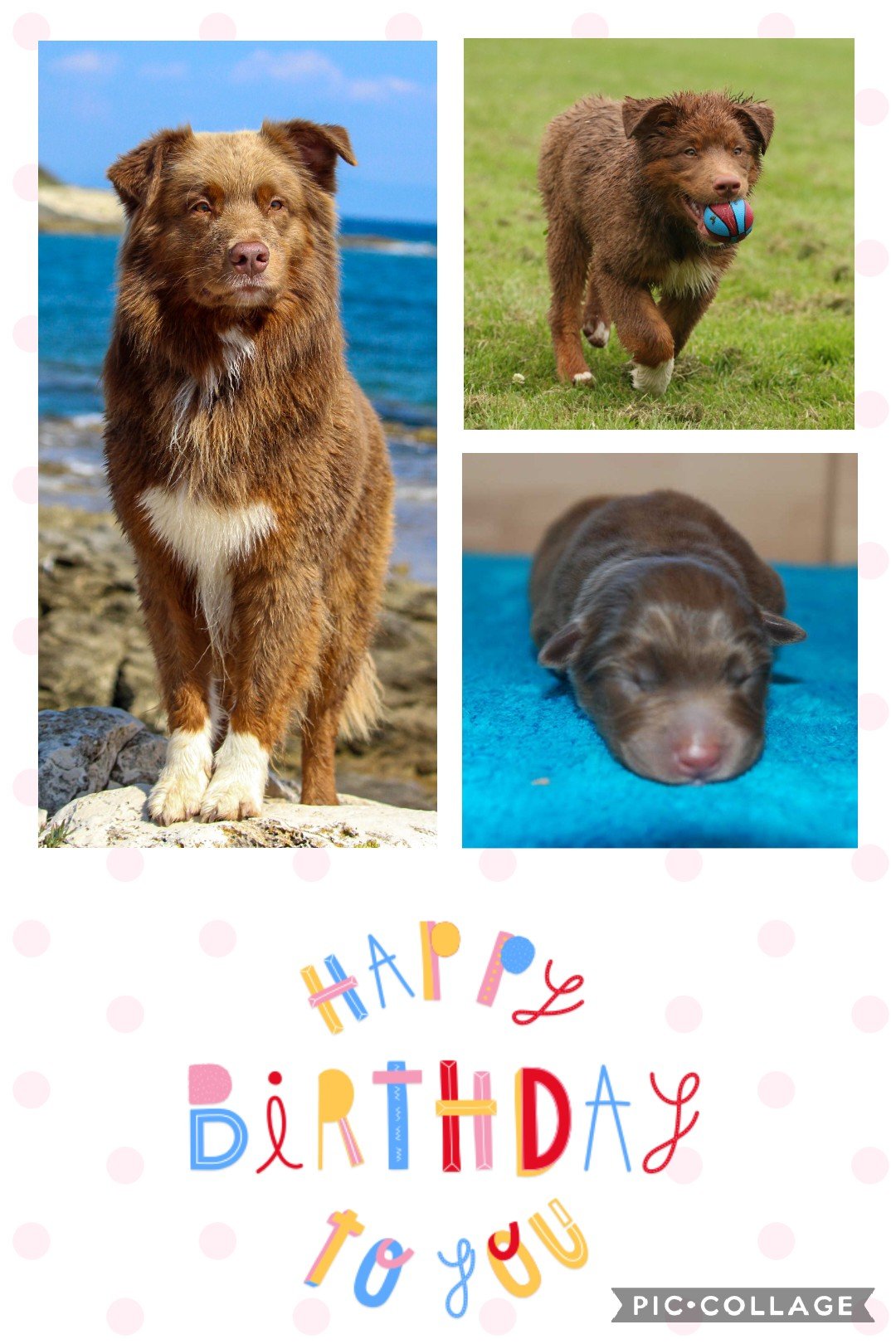 collage 2020-05-03 22_26_557516768792679325110..jpg